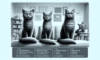 Cat Behaviour Insights: Lessons from Jackson Galaxy