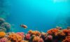 Great Blue Hole Belize: Essential Guide to Diving & Snorkelling