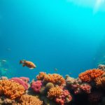 Great Blue Hole Belize: Essential Guide to Diving & Snorkelling