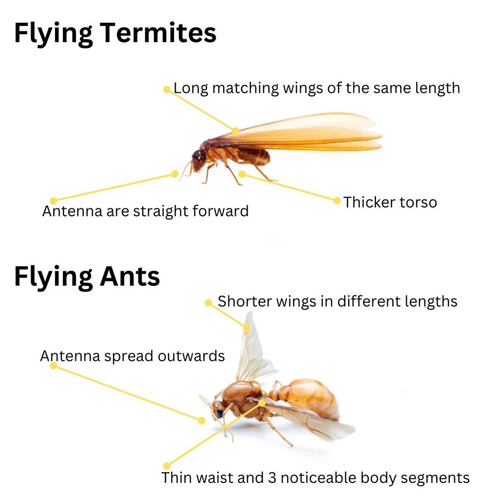 Flying Termites: The Importance and How to Respond