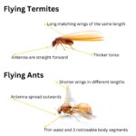 Flying Termites: The Importance and How to Respond