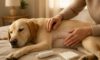 Spay Recovery Timeline: Expectation Guide for Your Pet