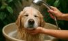 Pet Bath Water Conservation Tips for Every Household