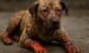 Burn Wound Care for Pets: Healing Tips You Need