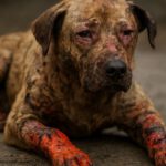 Burn Wound Care for Pets: Healing Tips You Need