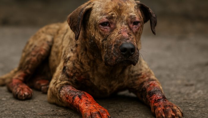 Burn Wound Care for Pets: Healing Tips You Need