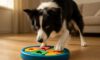 Border Collie Mental Stimulation Strategies to Enhance Wellbeing