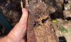 Clay Soil’s Impact on Caboolture’s Pipe Integrity Exposed