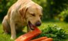 Raw Food Benefits for Pets: Boost Your Pet’s Wellbeing