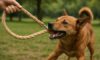 Hemp Leashes for Dogs: Discover Strong and Durable Choices