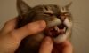 Teeth Brushing Kits for Cats: Top Tips for Oral Care