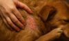 Flea Control for Pets: Essential Tips to Avoid Autumn Infestations