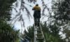 Electrical Defect Response on the Mid North Coast